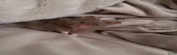 Hamster rodents for sale: Syrian hamster with set up - Advert 4