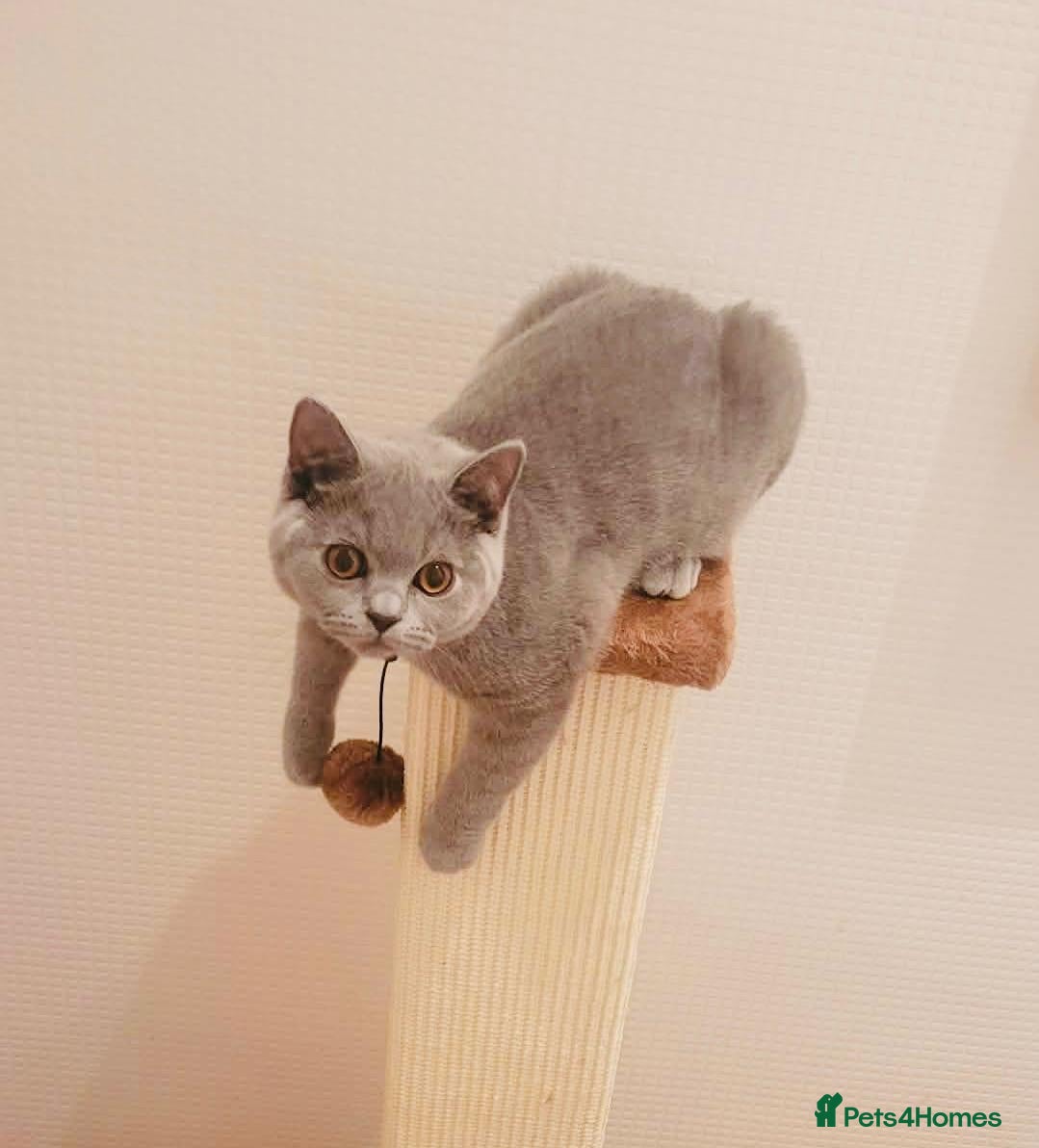 British Shorthair cats British Short Hair Kittens Ready To Go  - Advert 1