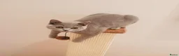British Shorthair cats for sale: British Short Hair Kittens Ready To Go  - Advert 1