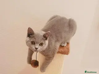 British Shorthair cats British Short Hair Kittens Ready To Go - Advert 1