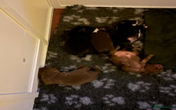 Mixed Breed dogs for sale: Frocks  - Image 9