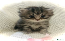 Persian cats for sale: Unique Persian cross kittens .  - Image 13