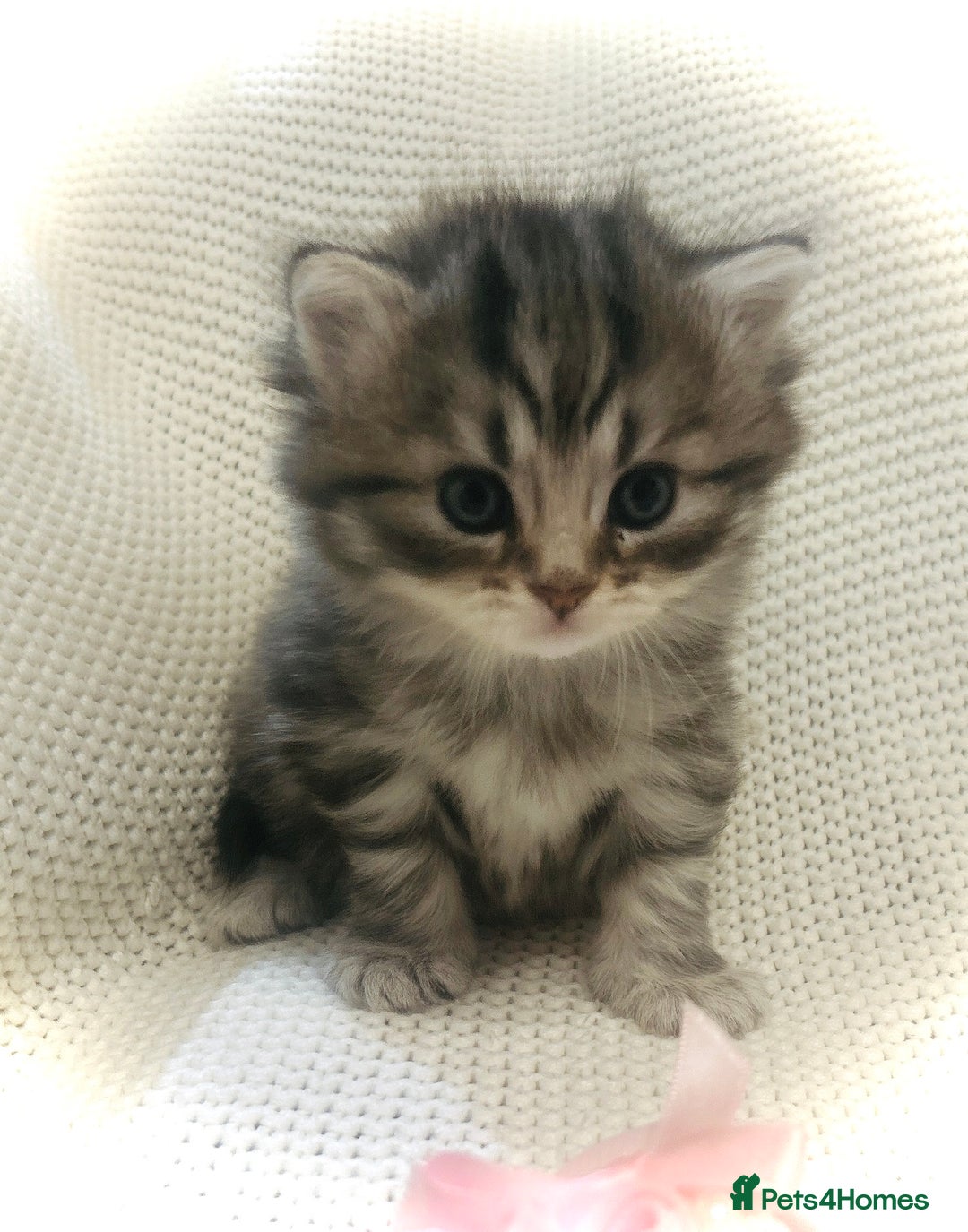 Persian cats for sale: Unique Persian cross kittens .  - Image 13