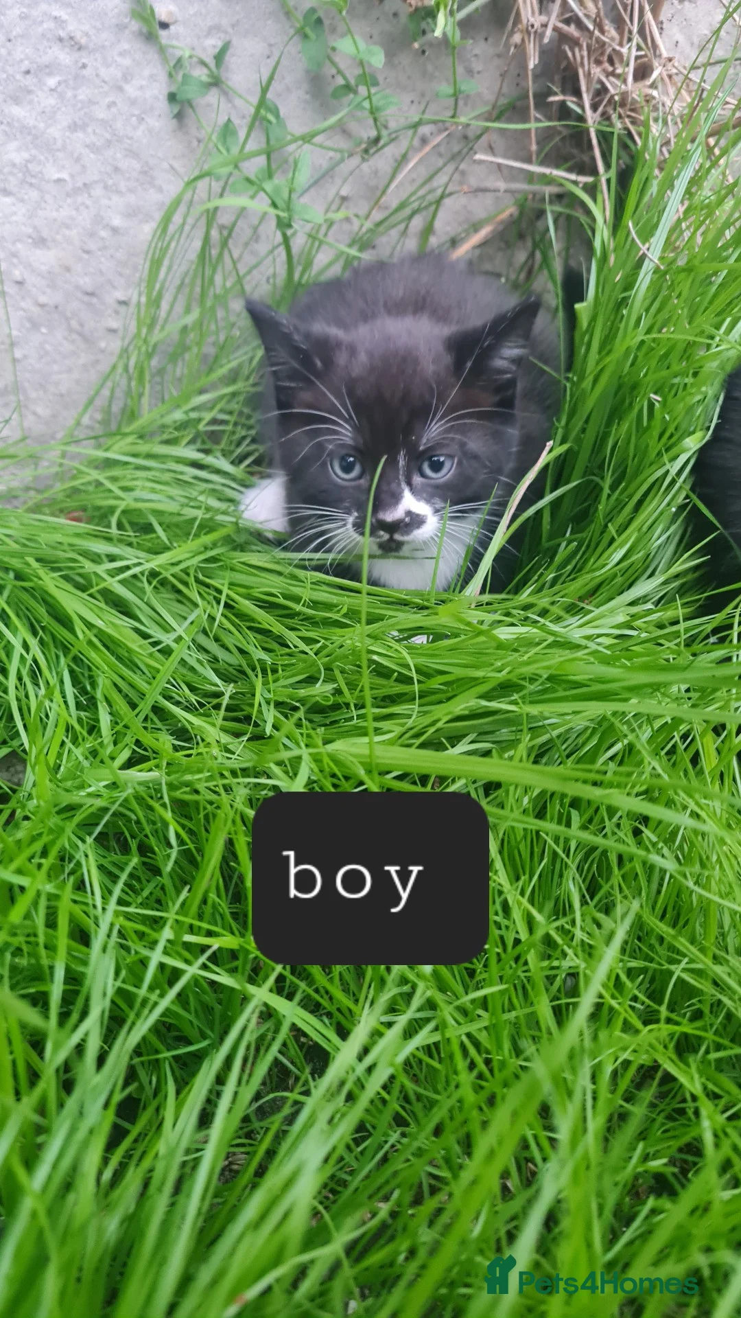 Mixed Breed cats for sale: 3 adorable Kittens  in Ipswich - Advert 2