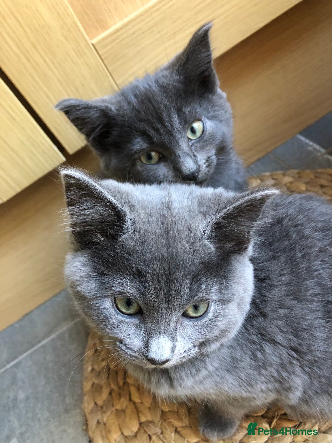 British Shorthair cats for sale: Two Beautiful British Shorthair Boys - Image 9