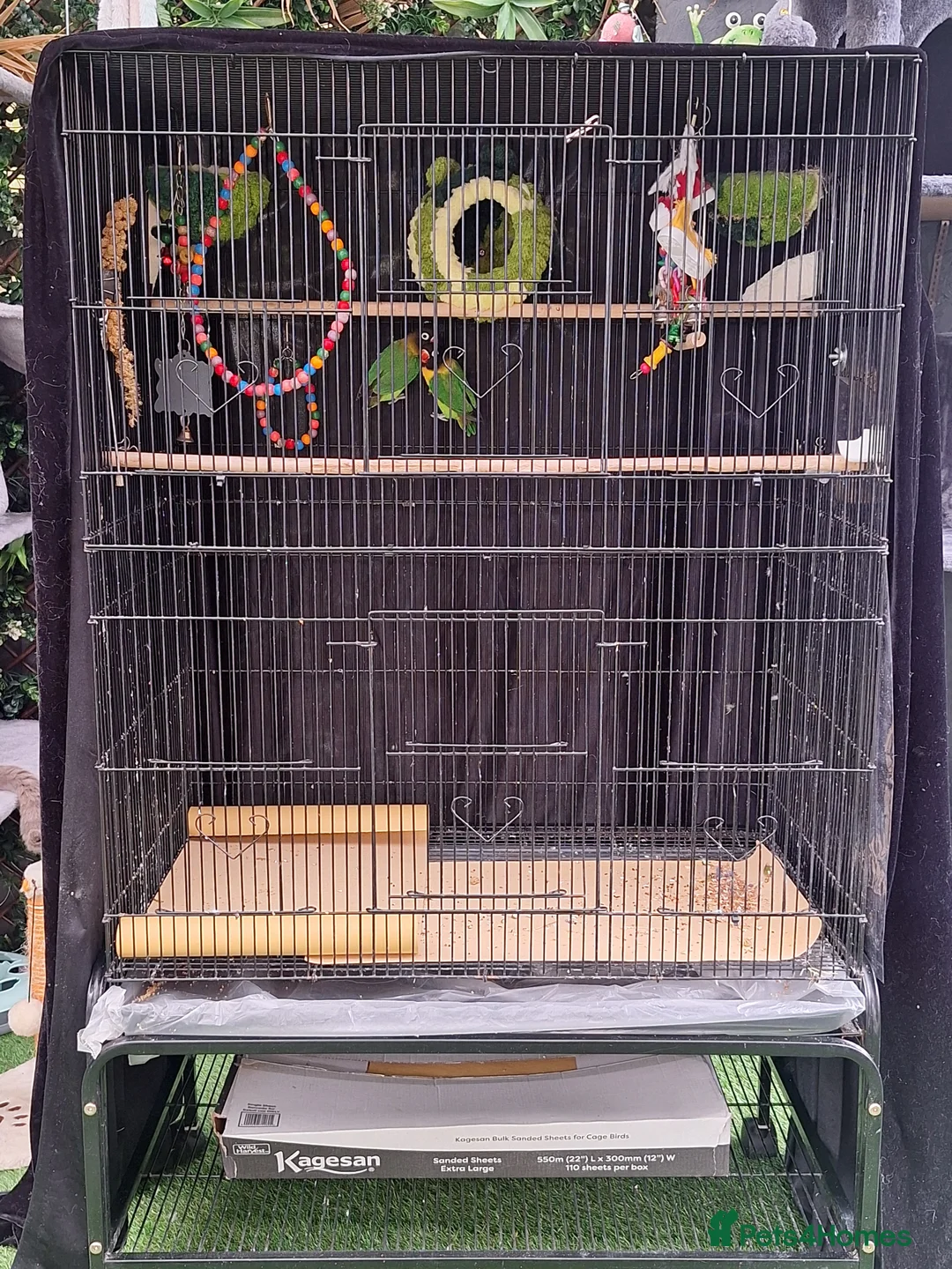 Lovebirds birds for sale: LOVE BIRDS pair. With cage and accessories  - Advert 1
