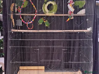 Lovebirds birds LOVE BIRDS pair. With cage and accessories - Advert 1