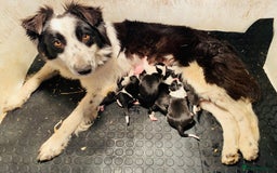 Border Collie dogs for sale: Gorgeous KC reg border collie pups  - Image 24
