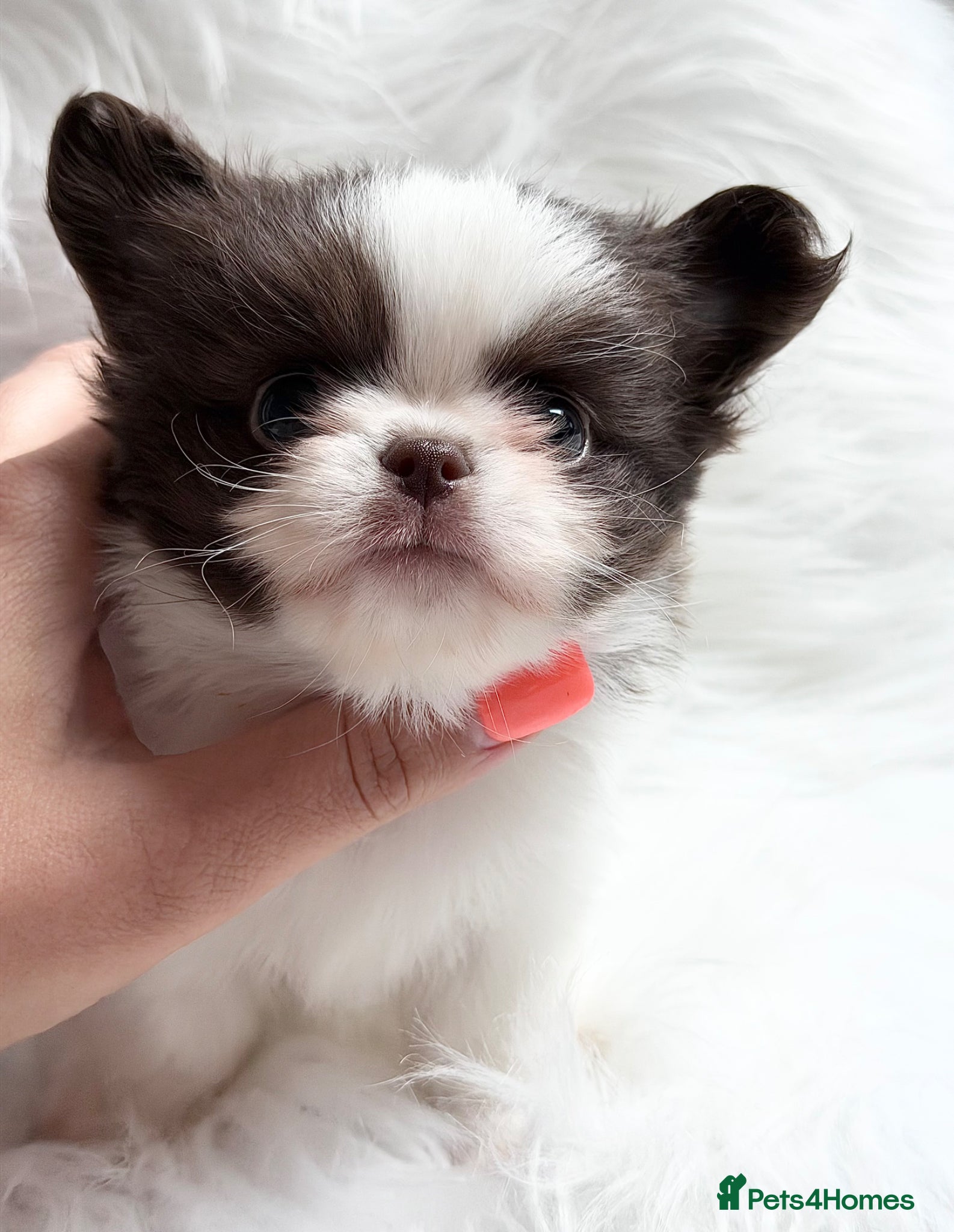 Chihuahua dogs KC registered long coat chihuahua puppies  - Advert 1