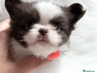 Chihuahua dogs for sale: KC registered long coat chihuahua puppies - Advert 1