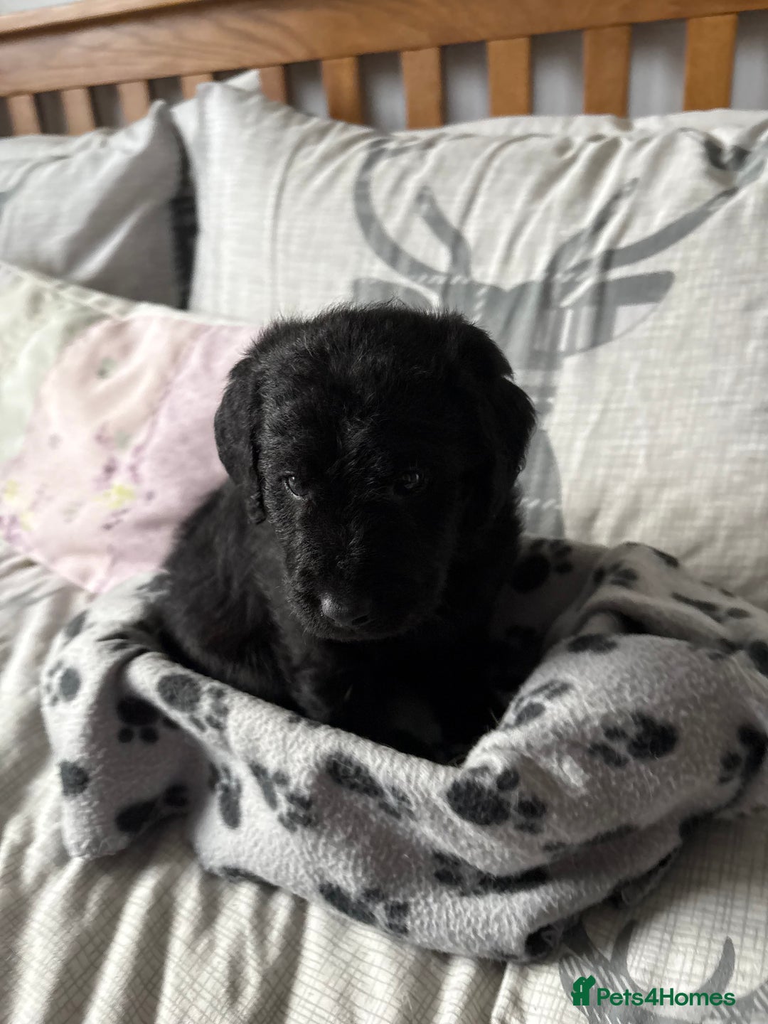 Labradoodle dogs for sale: Stunning Labradoodle Puppies  - Advert 15