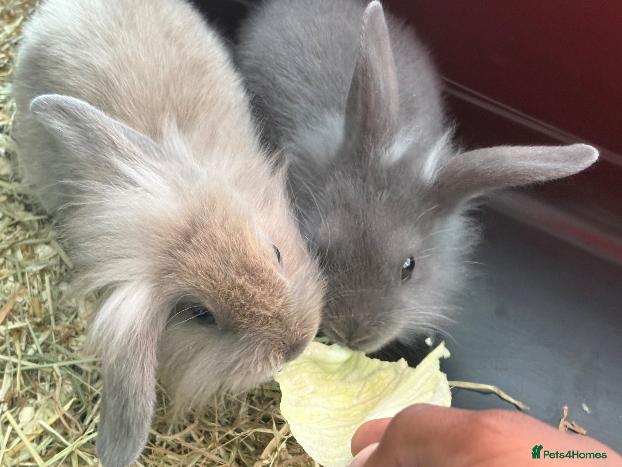 Mixed Breed rabbits Cute bunny’s for £65 each including essentials. - Advert 1