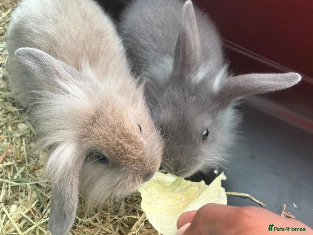 Mixed Breed rabbits for sale: Cute bunny’s for £65 each including essentials. in London - Advert 1