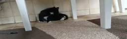 Mixed Breed cats for sale: Kitten for sale boy and girls  - Advert 12