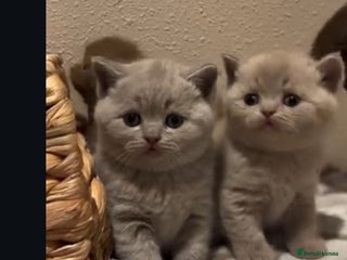 British Shorthair cats Parents are both on Active GCCF. - Advert 5