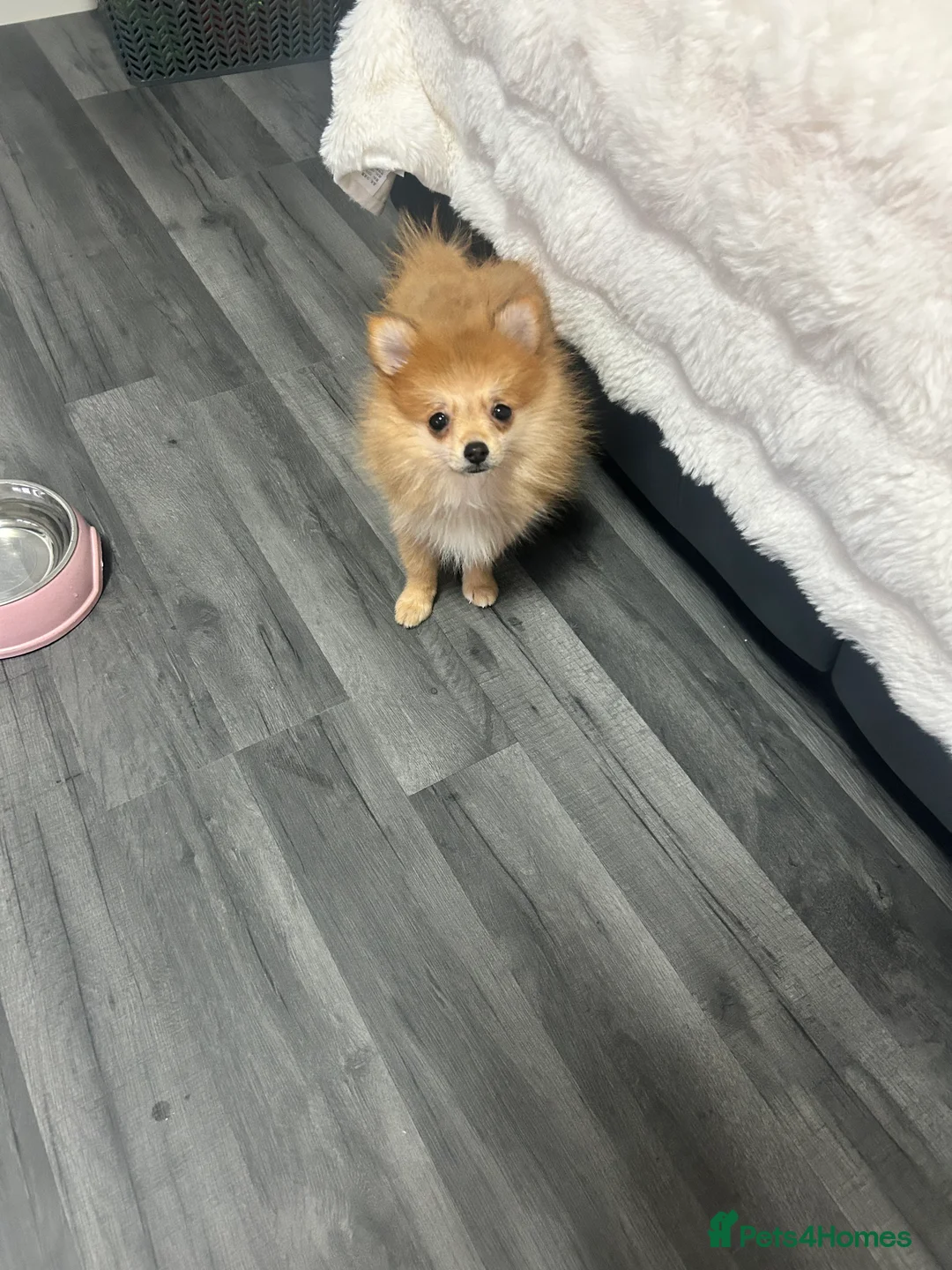 Pomeranian dogs for sale: Pomeranian female  - Advert 6