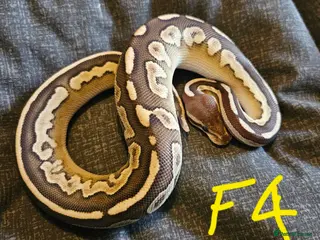 Python Snake reptiles CB25 Royal python hatchlings - Advert 1