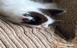 Mixed Breed cats for sale: 1 fluffy kitten + 3 farm rescue semi tame - Image 8