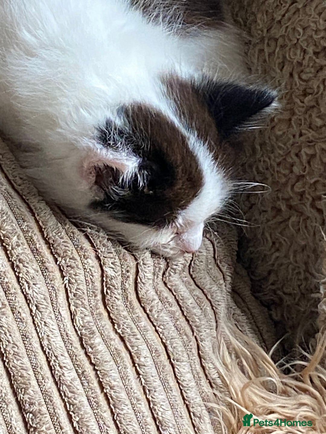 Mixed Breed cats for sale: 1 fluffy kitten + 3 farm rescue semi tame - Image 8