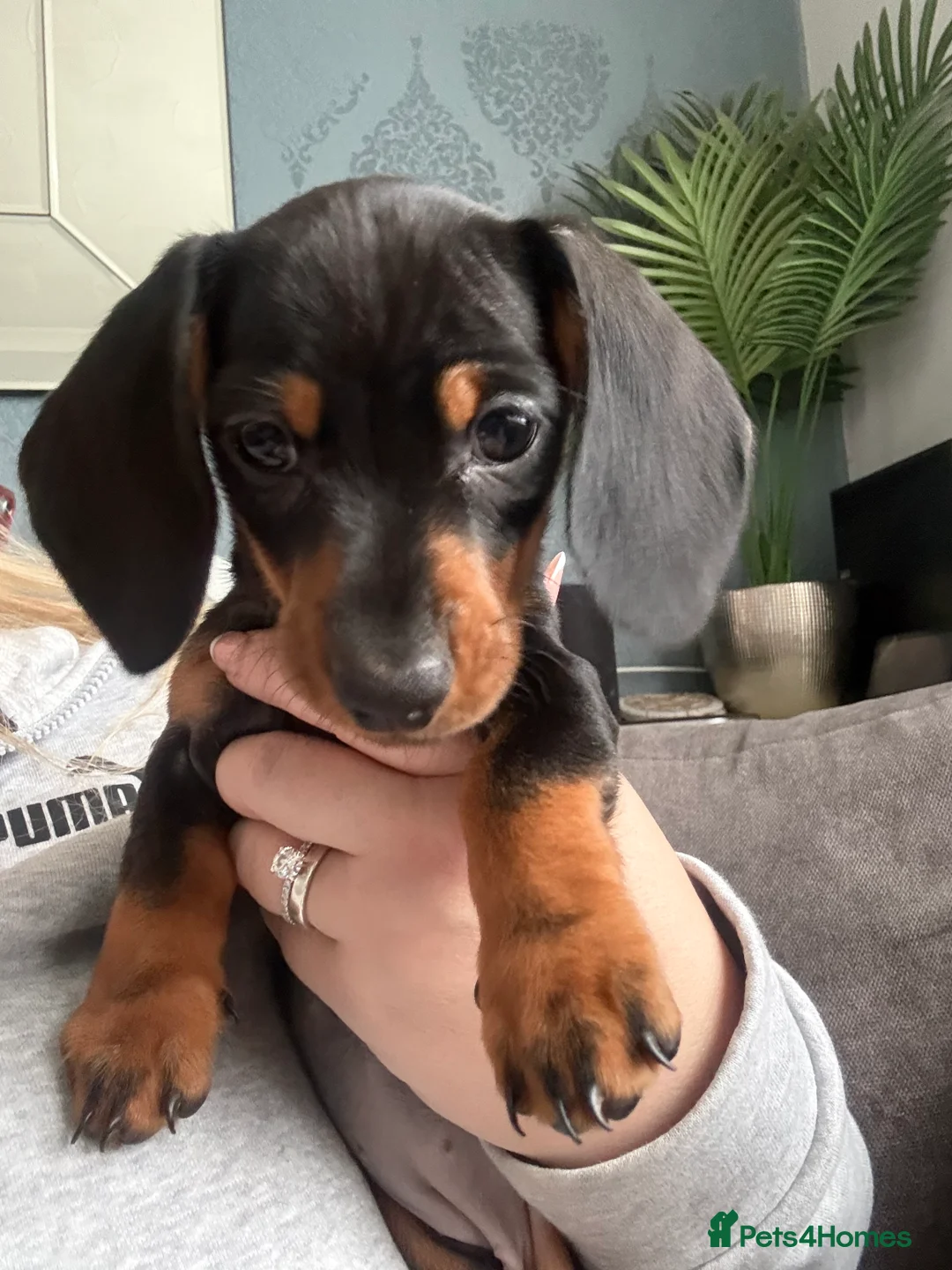 Miniature Dachshund dogs for sale: Black and Tan Miniature Dachshund Puppies  - Advert 22