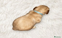 Goldendoodle dogs for sale: Beautiful Goldendoodle pups for sale  - Advert 8