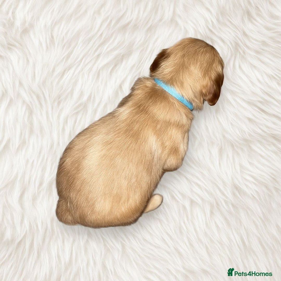 Goldendoodle dogs for sale: Beautiful Goldendoodle pups for sale  - Advert 8