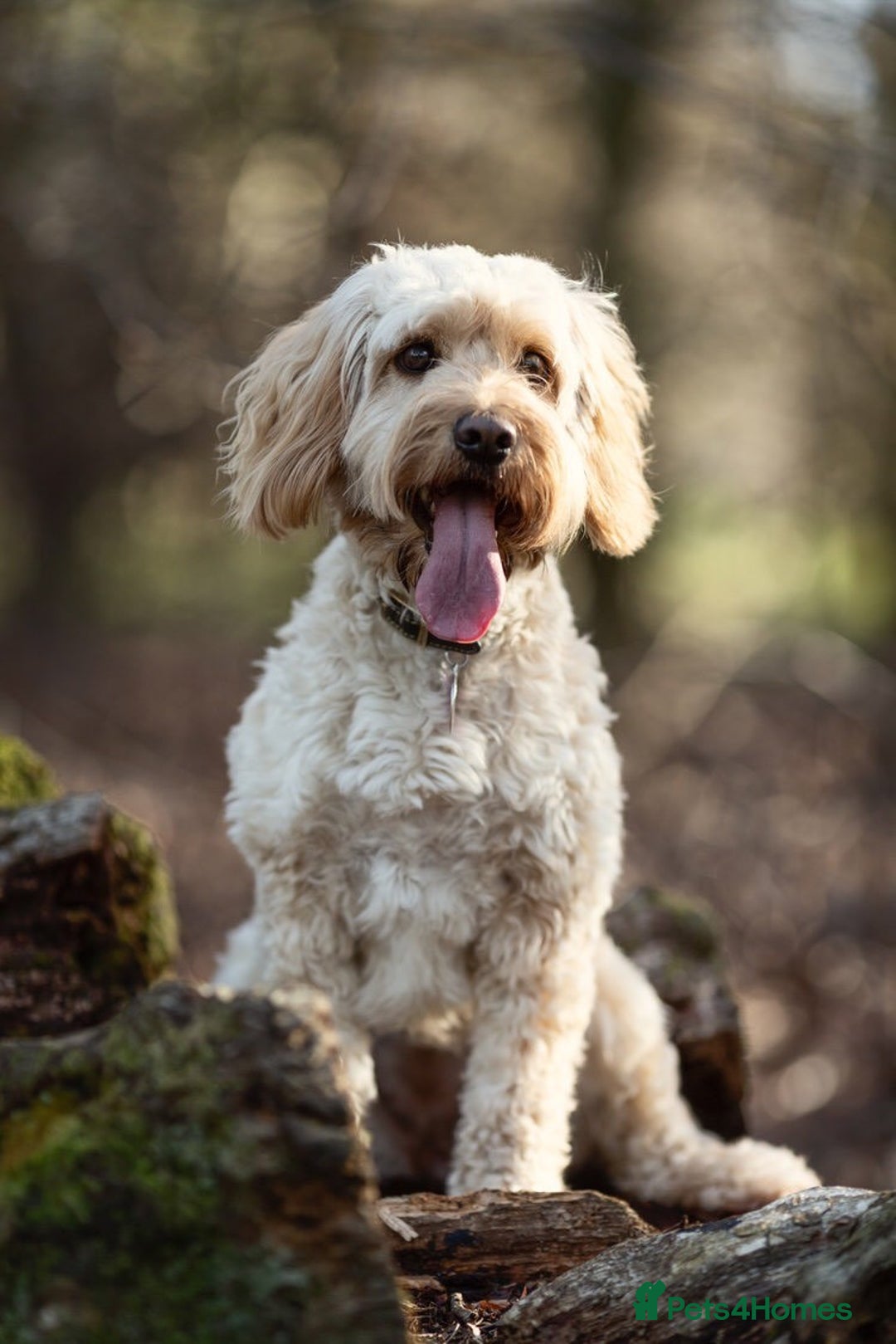 Cockapoo dogs for sale: Welcome to Cotswold Cavapoos and Cockapoos - Advert 26