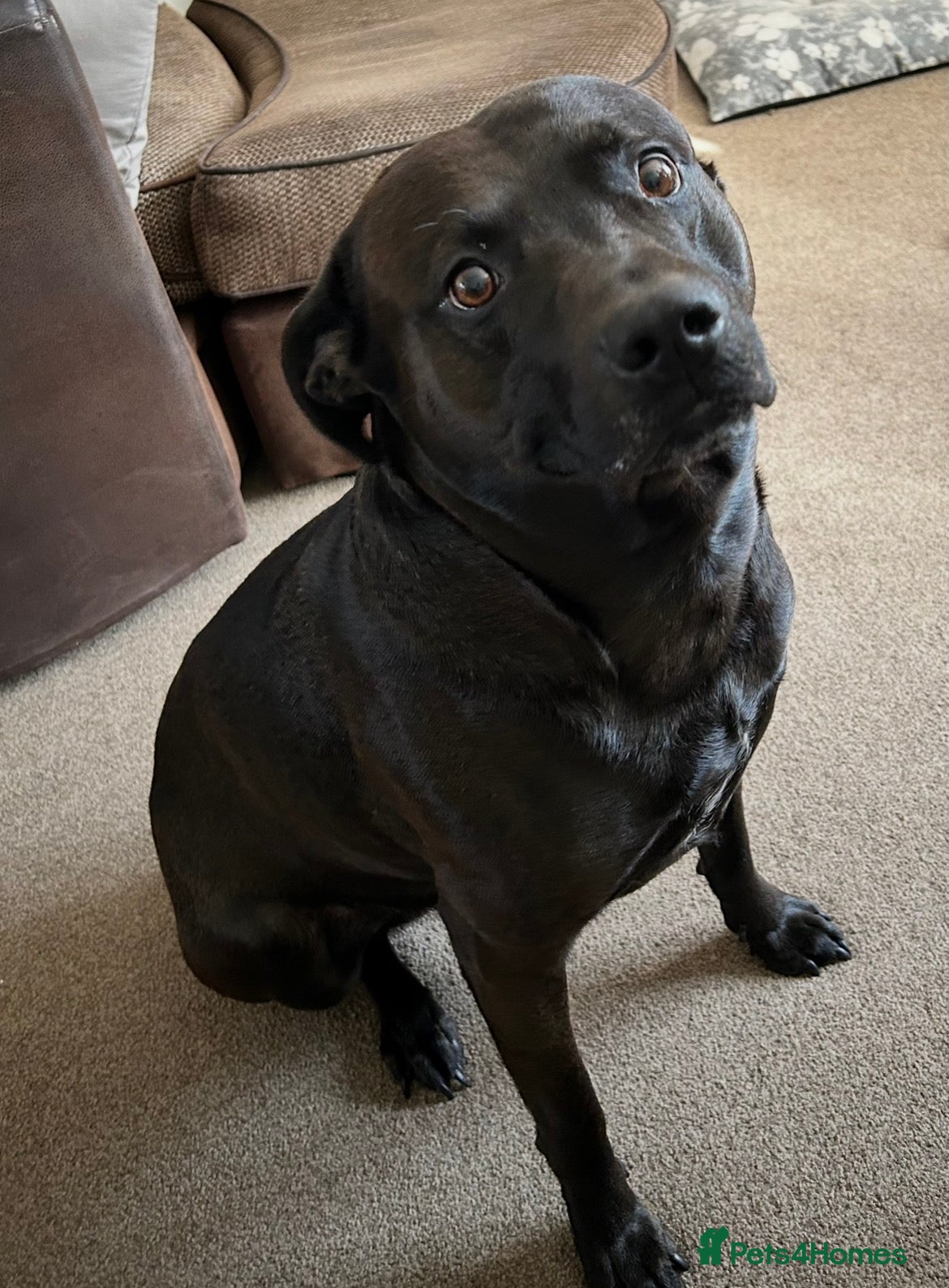 Mixed Breed dogs Dexter 6 year old staffy/lab  - Advert 3