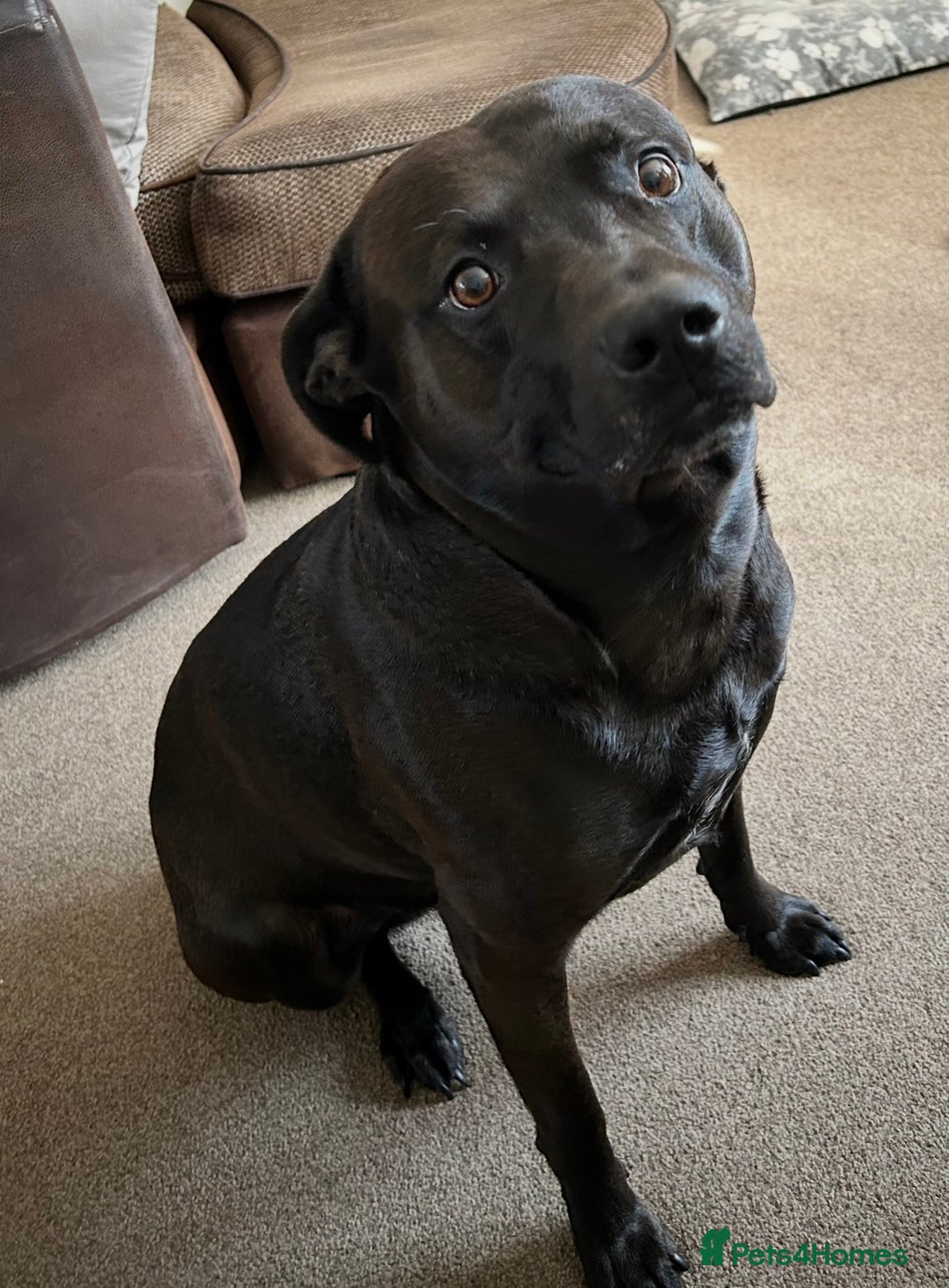 Mixed Breed dogs for sale: Dexter 6 year old staffy/lab  - Advert 1
