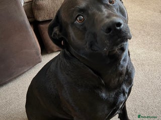 Mixed Breed dogs Dexter 6 year old staffy/lab - Advert 2