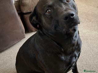 Mixed Breed dogs Dexter 6 year old staffy/lab - Advert 9