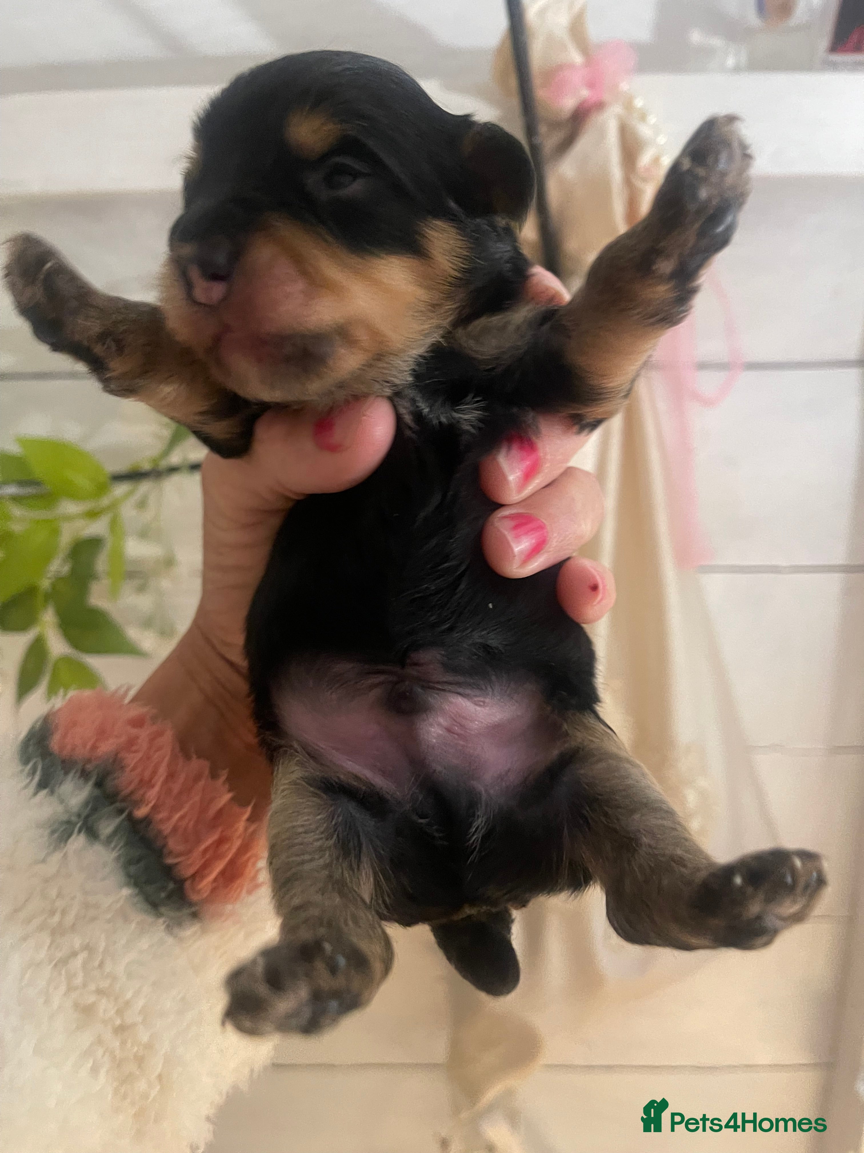 Jackapoo dogs Quality Jack Russel Puppies for sale 💌 - Advert 4