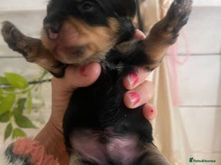 Jackapoo dogs Quality Jack Russel Puppies for sale 💌 - Advert 4