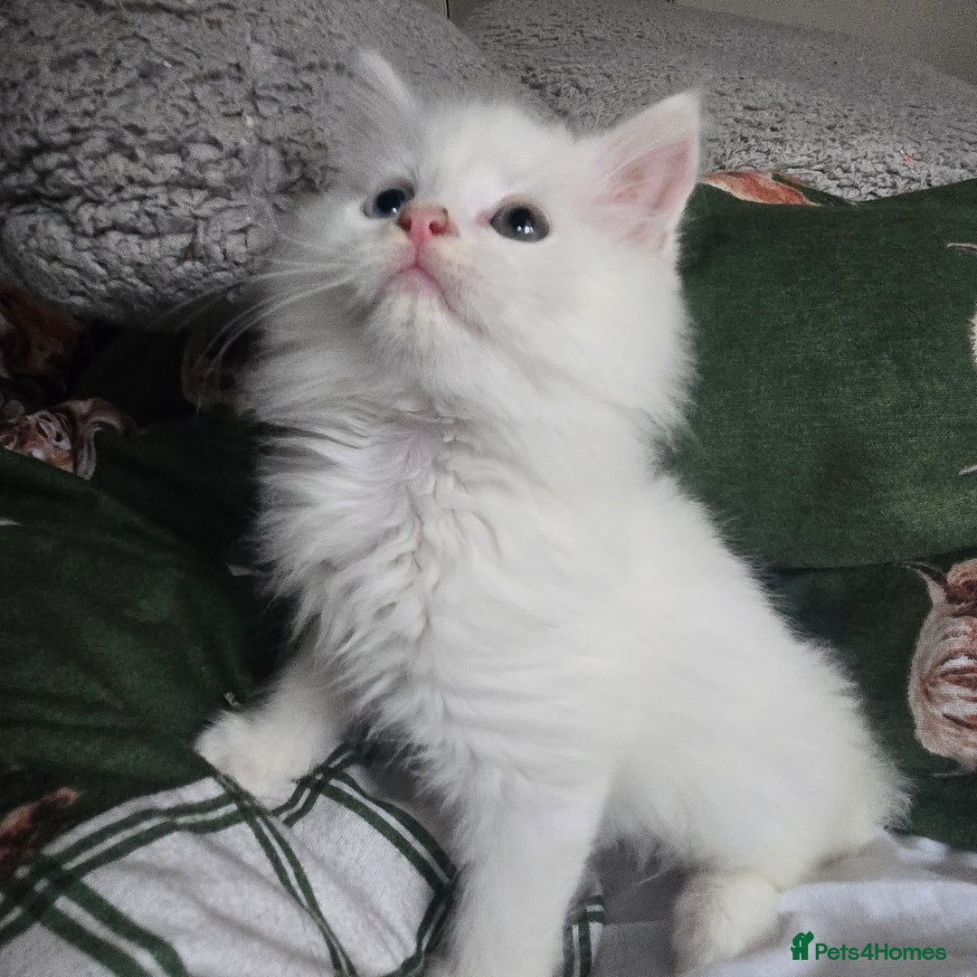 Maine Coon cats for sale: Maine coon Giant russian/European and American - Advert 6