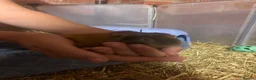 Guinea Pig rodents for sale: Baby guinea pigs  in Wickford - Advert 3
