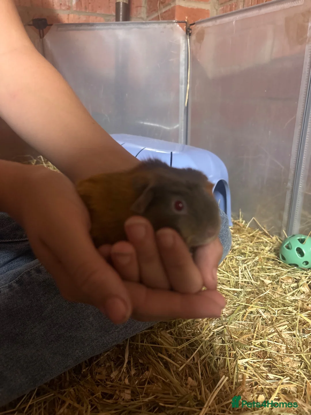 Guinea Pig rodents for sale: Baby guinea pigs  in Wickford - Advert 3