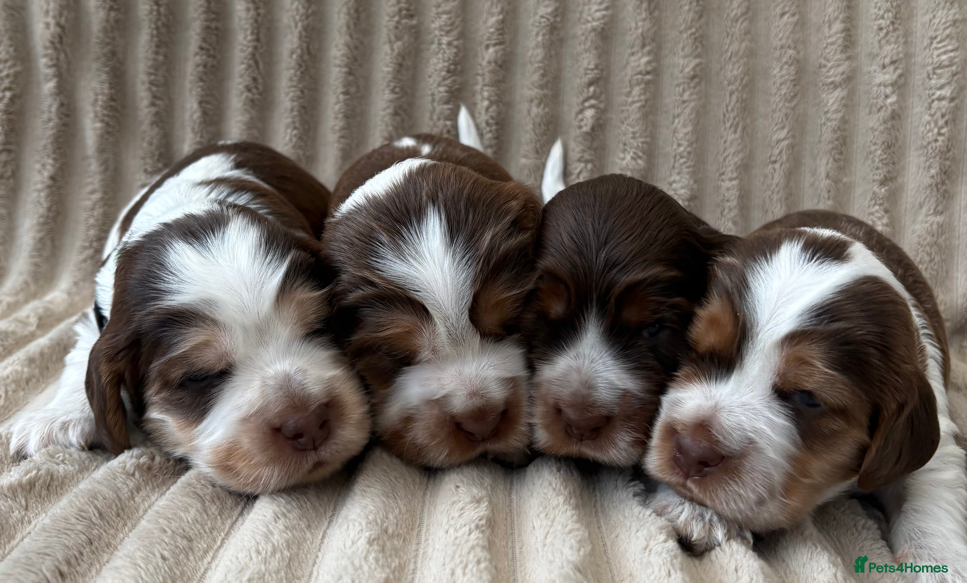Cocker Spaniel dogs Exceptionally bred health tested KC Reg Cocker pup - Advert 17