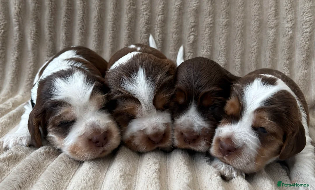 Cocker Spaniel dogs for sale: 💙 KC Cocker Spaniel, 100%Health Tested, READY 💙 - Advert 2