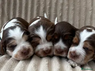 Cocker Spaniel dogs Exceptionally bred health tested KC Reg Cocker pup - Advert 17