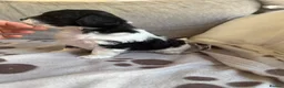 Mixed Breed dogs for sale: Springer-Poo puppies READY NOW. - Advert 13