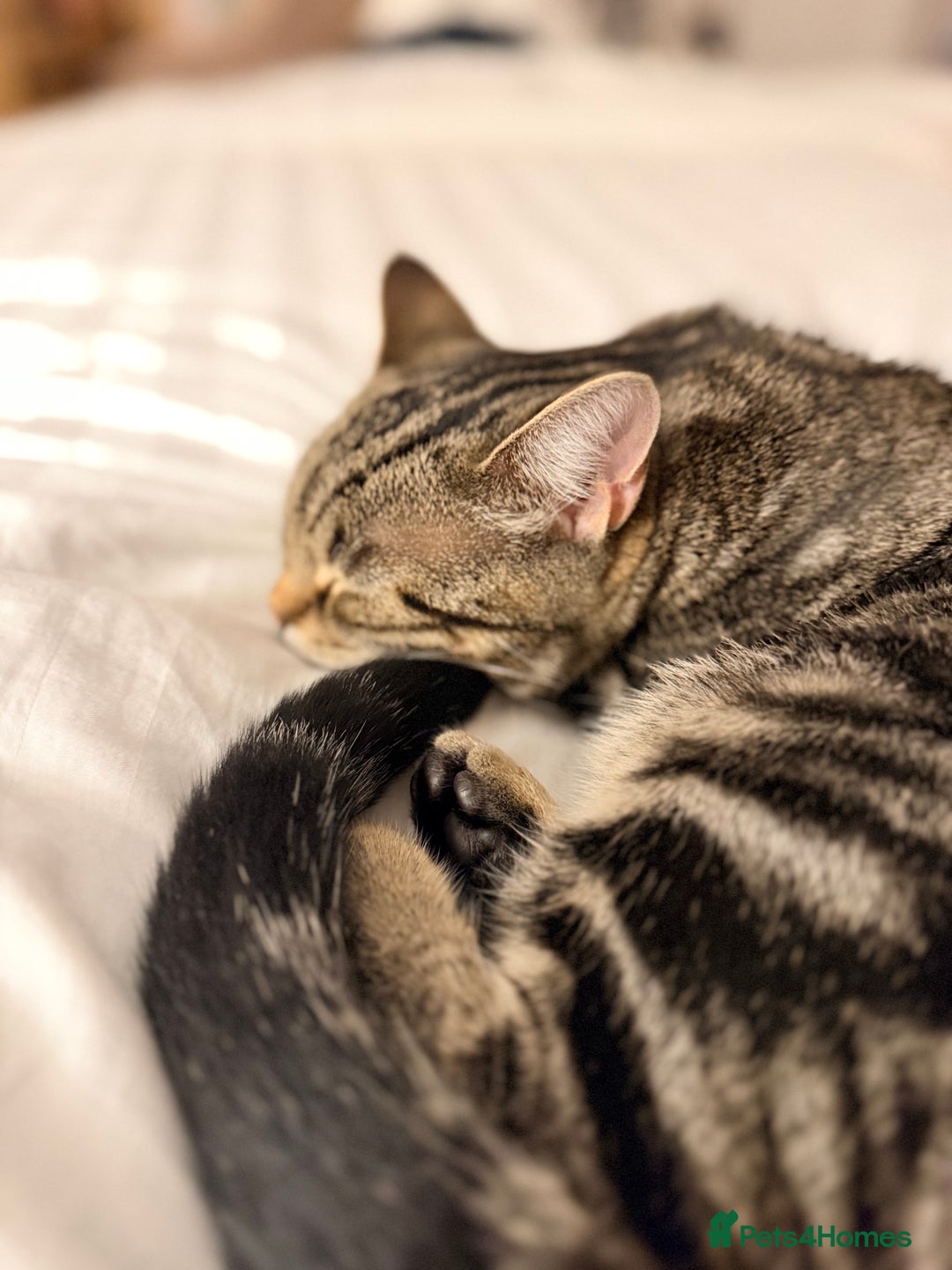 Domestic Shorthair cats for sale: Kittens for re-homing - Image 1