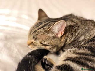 Domestic Shorthair cats for sale - Advert 1