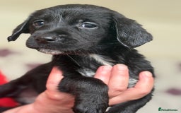 Mixed Breed dogs for sale: Springer x Labrador x German shepherd  - Image 4