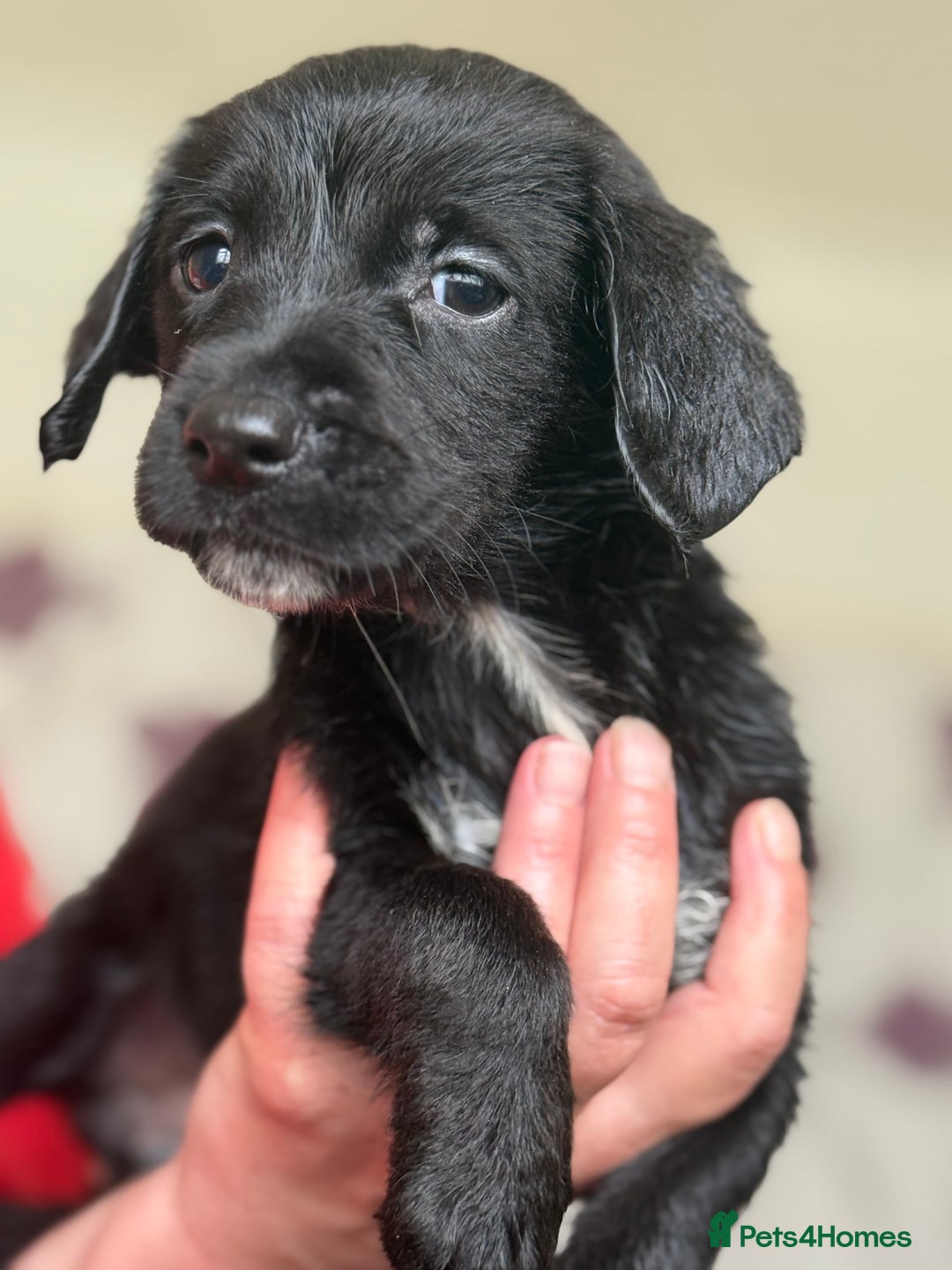 Mixed Breed dogs for sale: Springer x Labrador x German shepherd  - Image 4