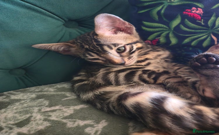 Bengal cats - Advert 4