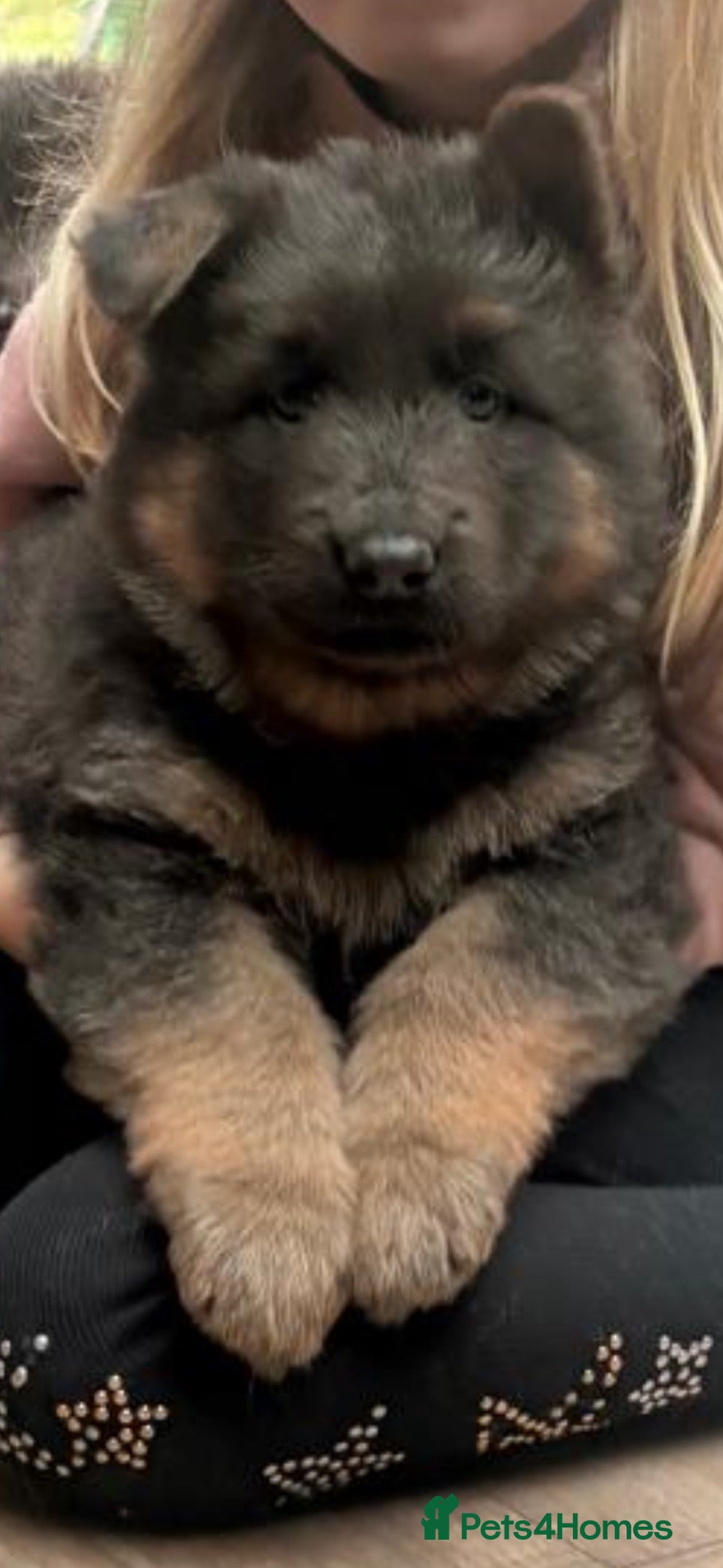 German Shepherd dogs Blue/Tan Puppies  - Advert 2