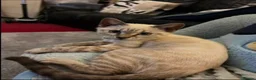 Bengal cats for sale: Bengal cat in London - Advert 3