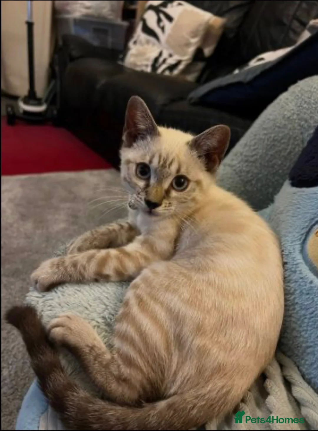 Bengal cats for sale: Bengal cat in London - Advert 3