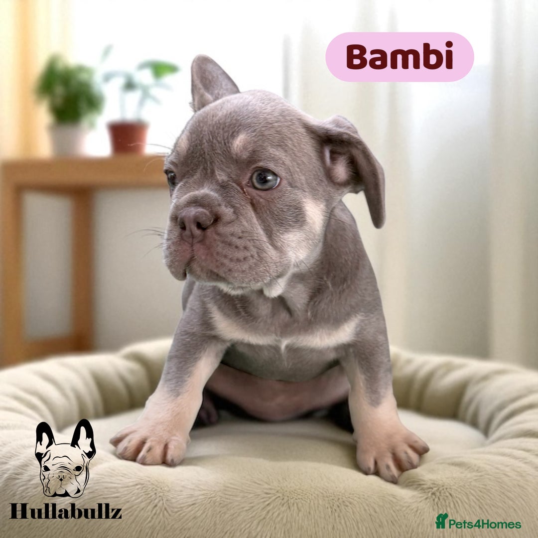 French Bulldog dogs for sale: **READY NOW - 1 Boy Left! Reduced** - Image 3