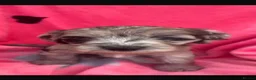 Cockapoo dogs for sale: Cockerpoos F1’s, Beautiful Merle coloured pups  - Advert 10